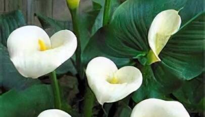 Aurm Lily Bulbs supplier