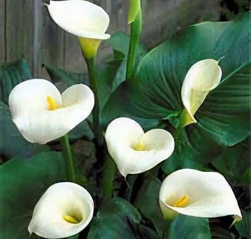Aurm Lily Bulbs supplier