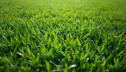 Bermuda Grass Los Angeles